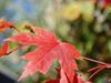 Bit of Fall by: KarmaGirl