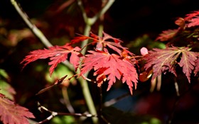Japanese Maple in Sun