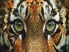Tiger Eyez by: Sed