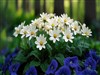 Simple Spring by: Sed