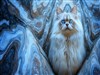 Gula Kitty by: Sed
