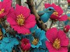 Bluebird