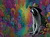 Racoon in Magic Land