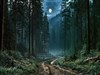 Deep Woods by: Sed