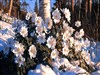 An Early Dusting  by: Sed