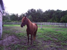 horse chesnut beauty