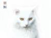 Casper by: DocX