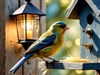 idyllic blue canary