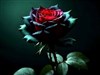 black rose