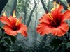 giant hibiscus flowers