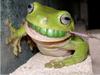 frogteeth by: piers38