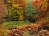 Autumn Leaves by: Fuzzy Logic