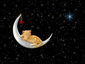 Lunar Cat Nap