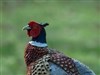 Pheasant by: madcat21