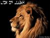 Lion Of Judah