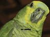 ParrotXP by: beto666