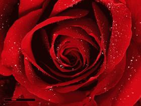 red rose