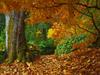 Autumn Colors by: unclerob