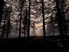 dusk in the new forest by: loukeeya