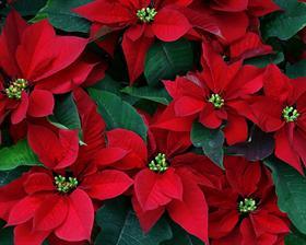 Poinsettia
