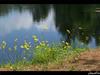 the lake and flowers by: JESUSFRK