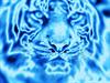 Ice Tiger by: cLoUDcAT