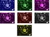 Windows Pentacle Color Pack by: MetalHellssAngel