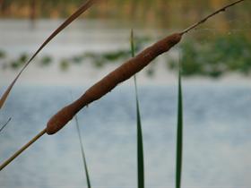 Cat tail in a web