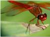 Red Dragonfly