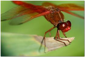 Red Dragonfly