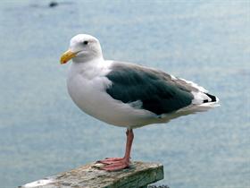 Sea Gull