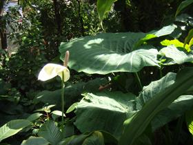 Peace Lily and Elephant Palm