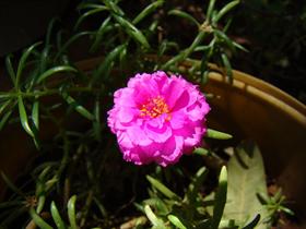 Rose Table Flower