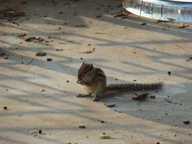 Squirrel 2