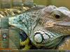 I Guana Go Home by: angus1949