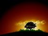 Black Tree vol.1 by: PhoeniXLegenda