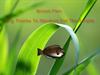 Brown Fish by: hemanherecomes