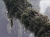 Moss by: preechor