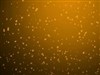 4k Fizz bubbles by: amitsaran