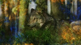 Forest_Wolf_In_Color