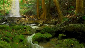 Mossy_Jungle_Waterfall_Stream