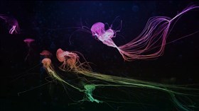 Rainbow Jellyfish