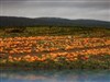 Hillside Pumpkin Patch