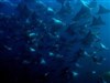 Blue Mobula Ray Dance