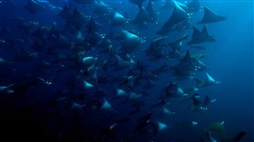 Blue Mobula Ray Dance