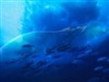 Manta Ray Blue Ocean