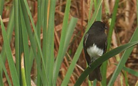 Black Phoebe