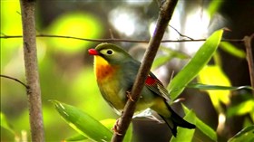 Red Billed Leiothrix 2