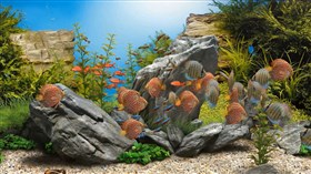 4K Rock Aquarium 4