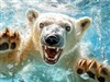 4K Polar Bear Swim by: AzDude